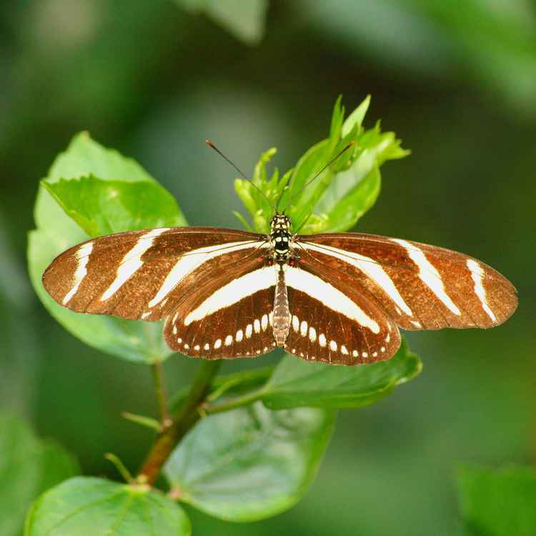 Schmetterling