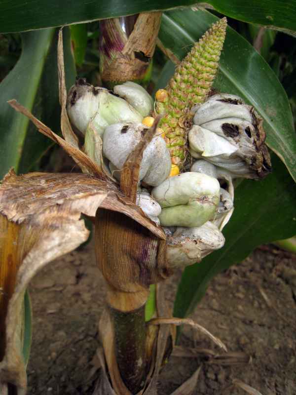 maisbeulenbrand20080903