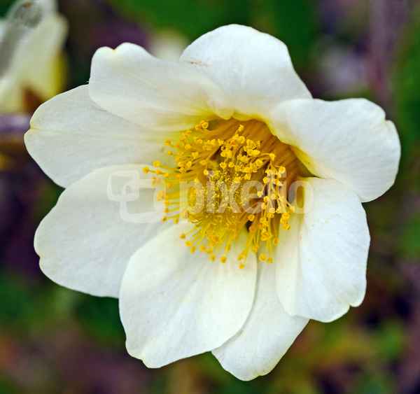 Alpenanemone