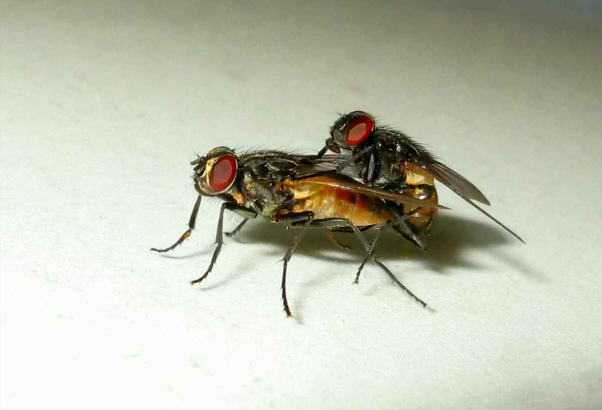 Fliegende Vögel...oder so