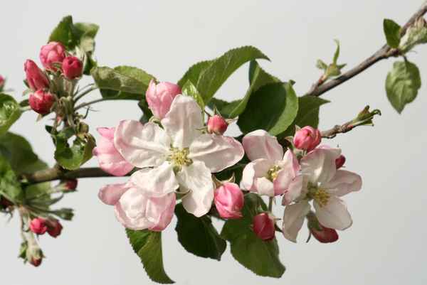 obstblüten...apfel
