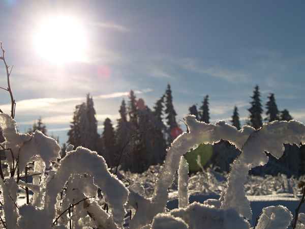 Frostwald