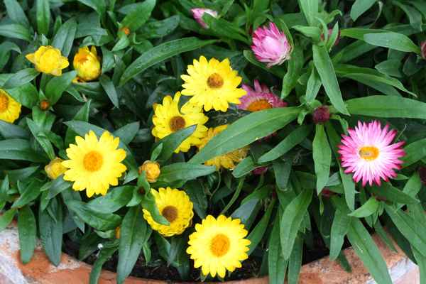Bunte Strohblumen