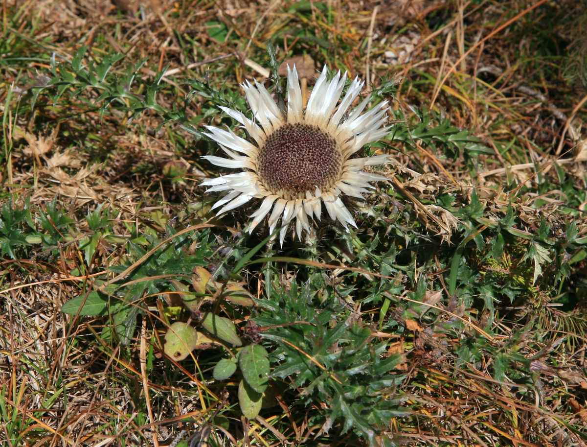 Silberdistel