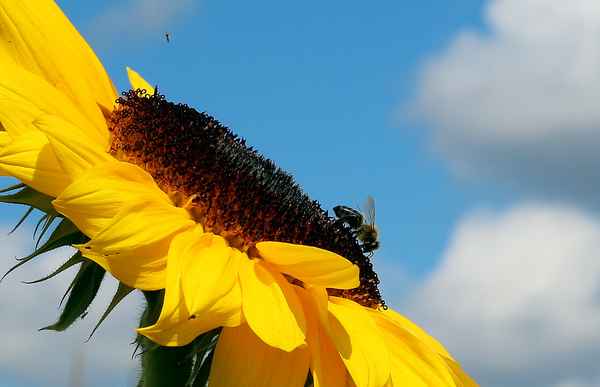 Sonnenblume - die letzte:-)...