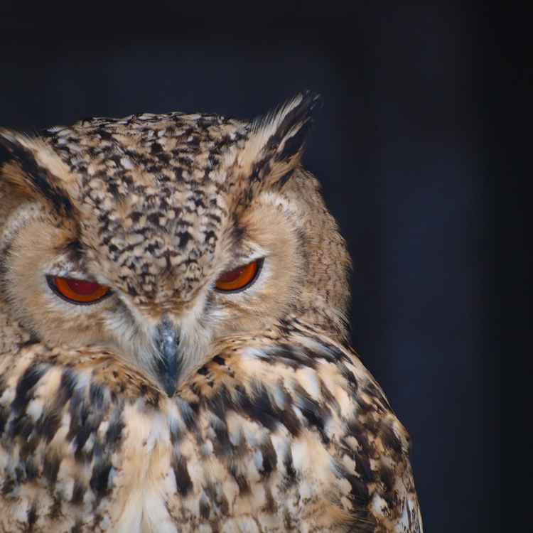 Eule, Uhu, wie auch immer..