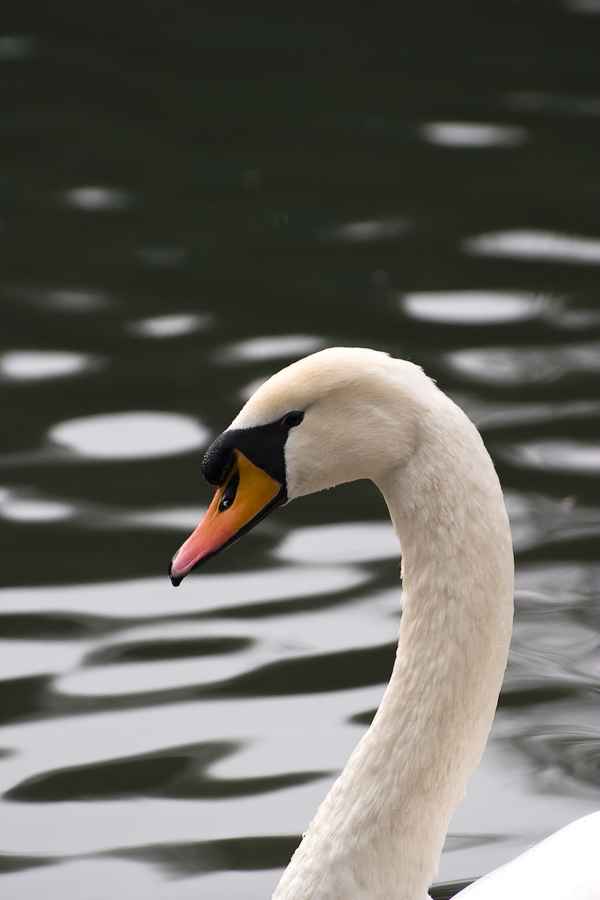Mein lieber Schwan