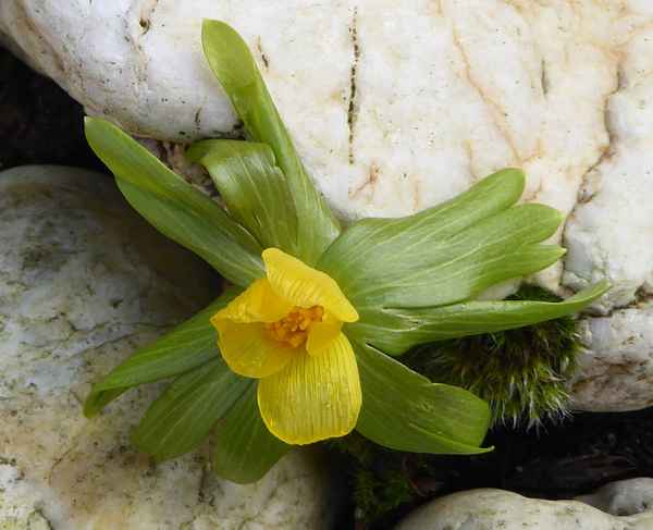 gelbe Blume zwischen den Steinen