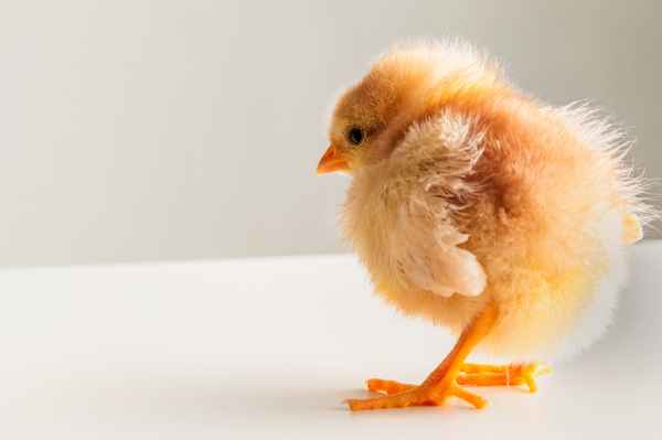 flauschiges kleines Kücken