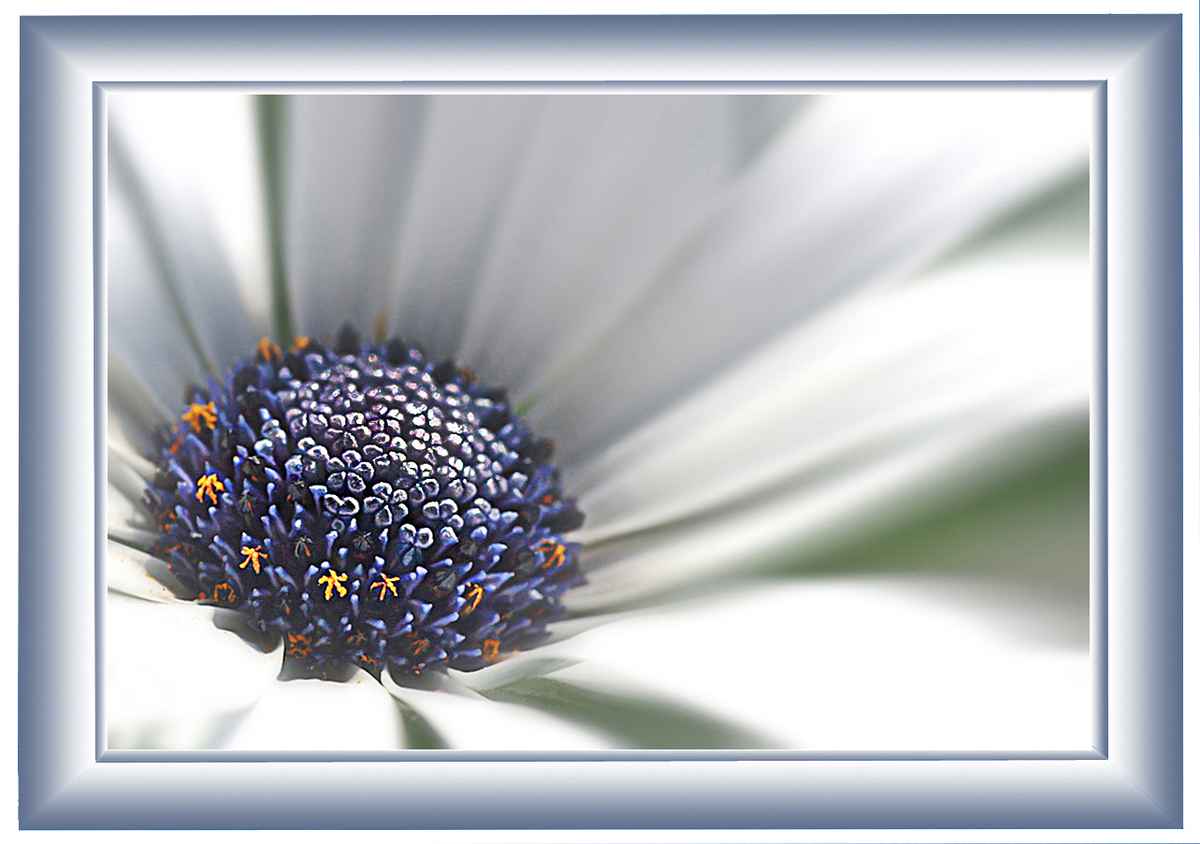 Blume-0174