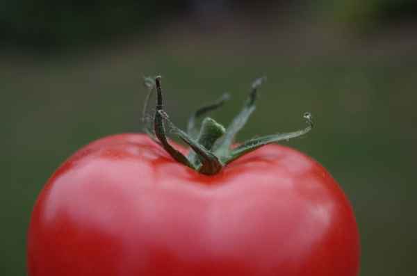 Tomato