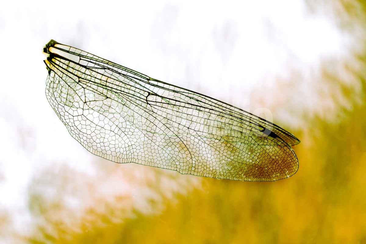 Feenflügel