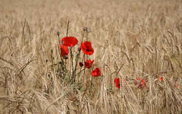 klatschmohn im getreidefeld