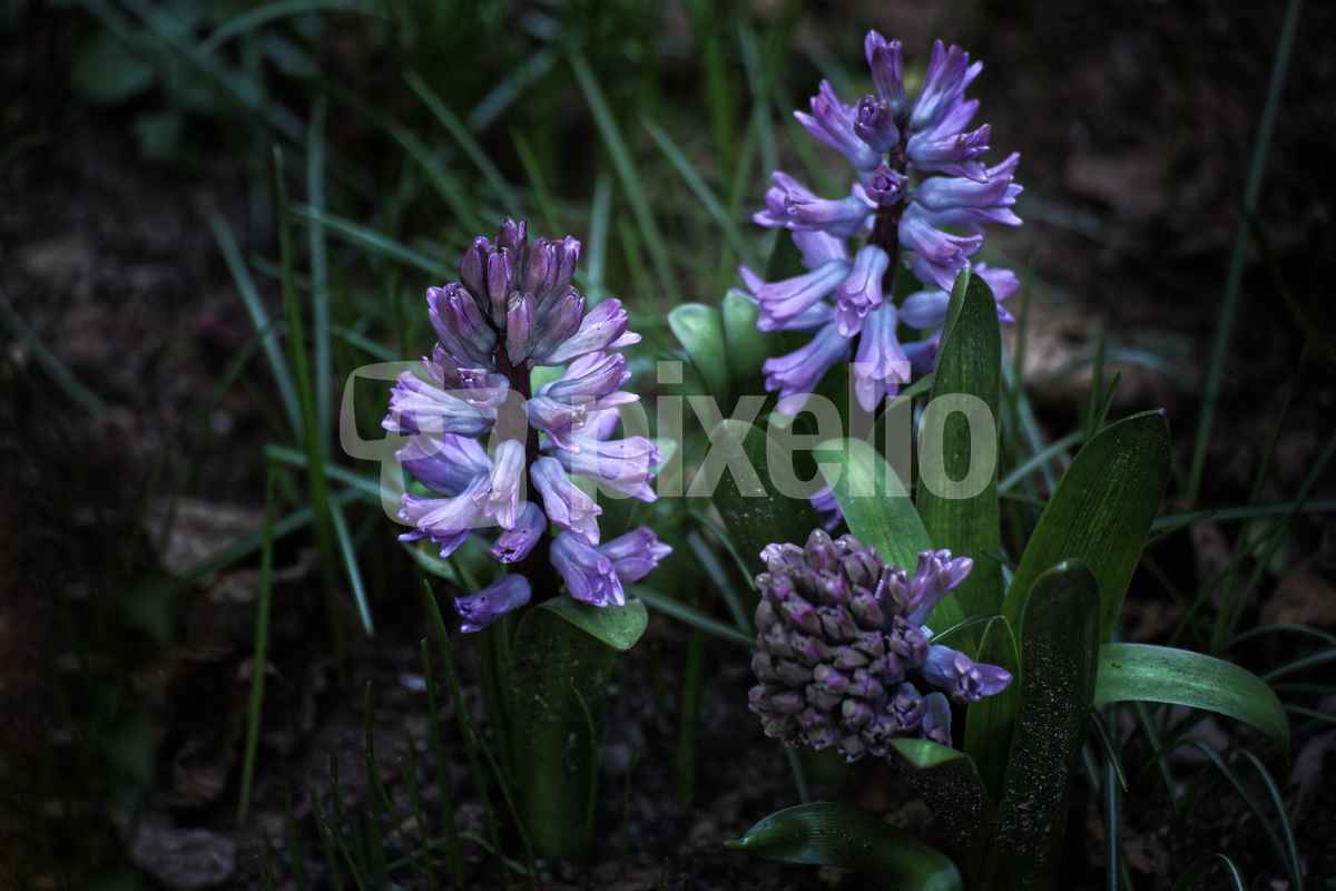 Blaue Hyazinthen