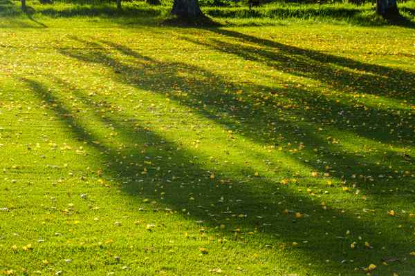 Der Herbst wirft lange Schatten