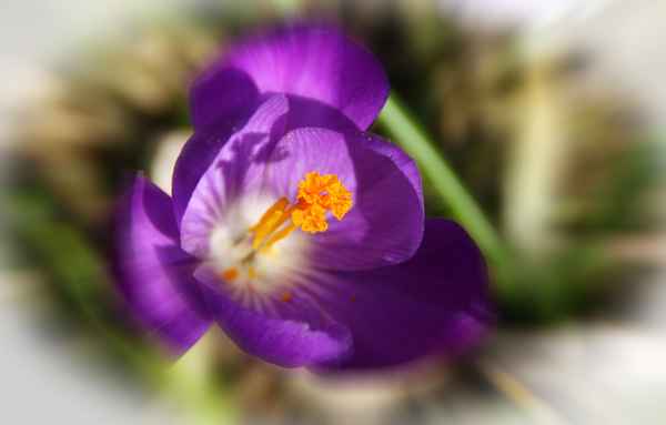 Frühling einmal anders 02