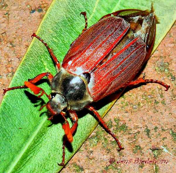 Grosser Maibrummer