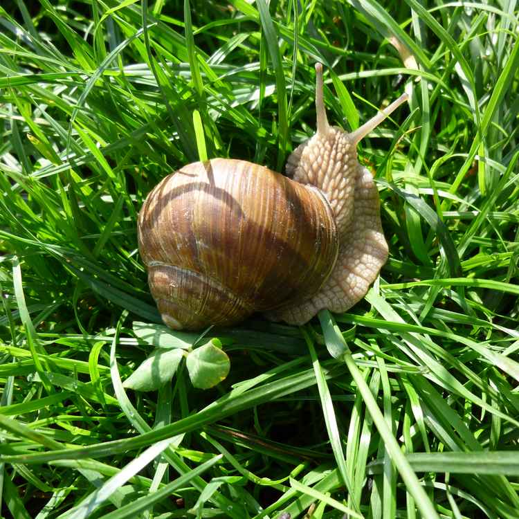 Schnecke
