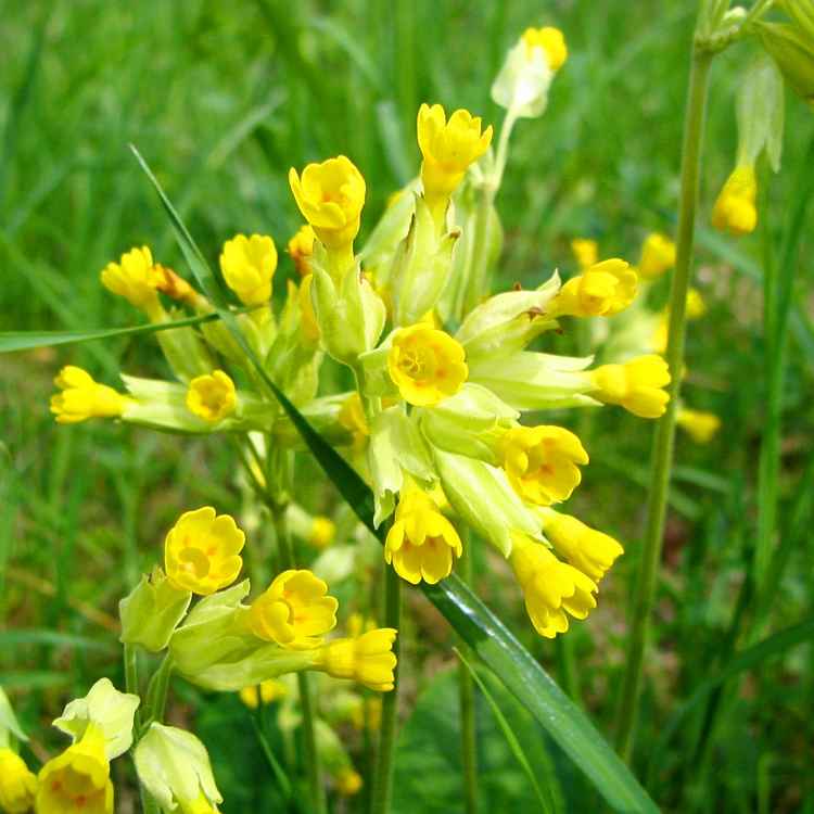 Schlüsselblume