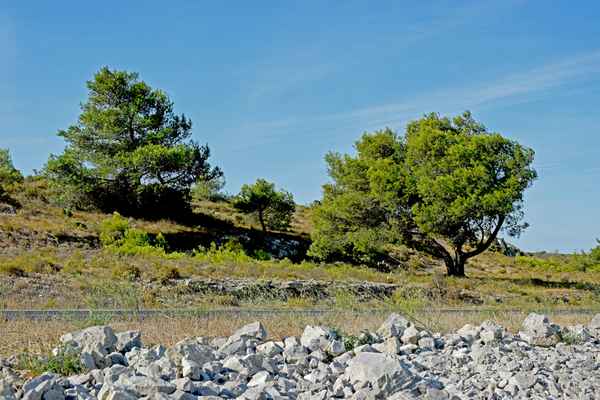 Bäume trotzen dem Mistral