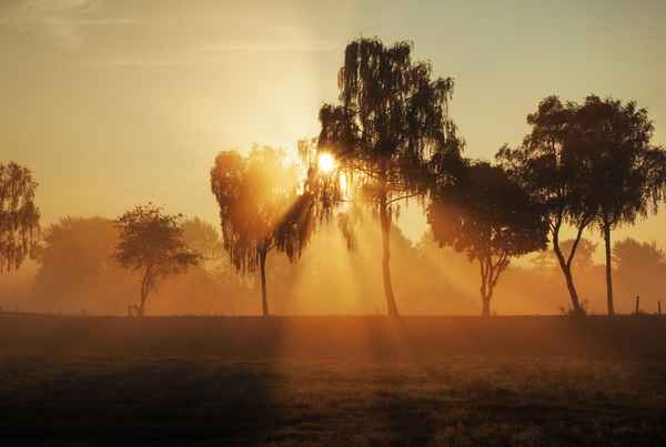nebel in den feldern
