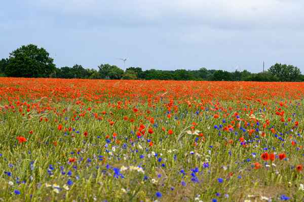 Rotes Blumenmeer