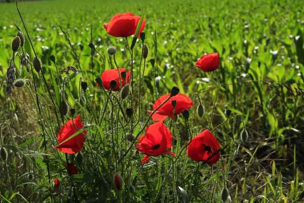 wie mein Herz sollst du glüh'n und feurig loh'n, roter mohn.