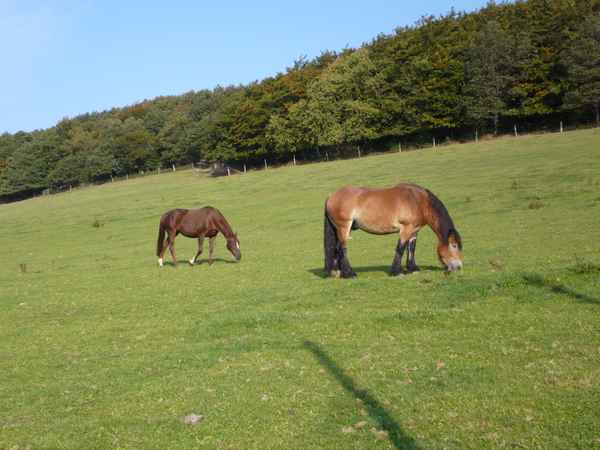 Pferde im Sauerland