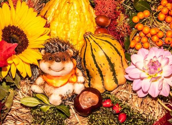 Igel in herbstlicher Umgebung