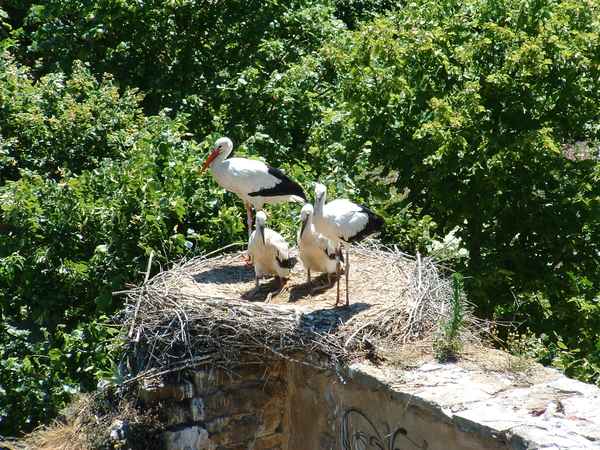 Storch mit 3 Jungen