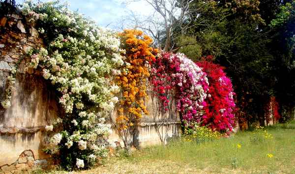 Samode Bagh Hotel   3