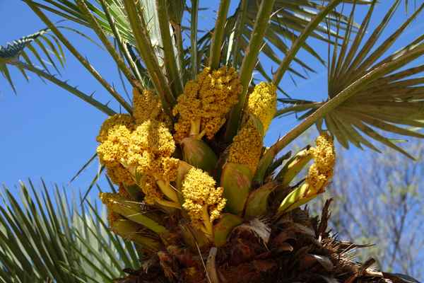 Palmenblüten
