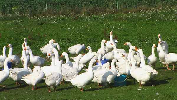 Gänse