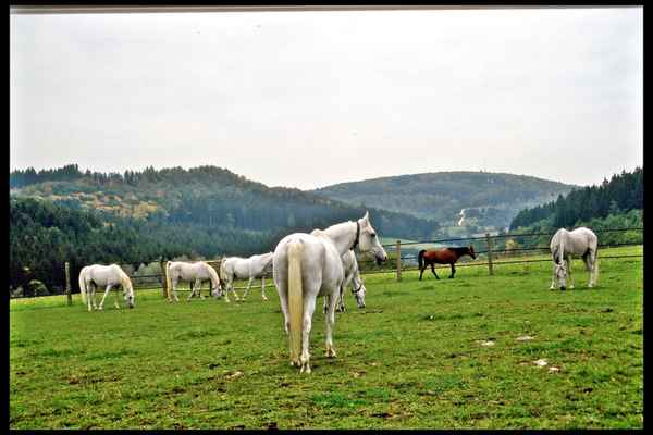 Brauner unter Schimmeln