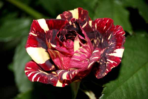Rose Harlekin 02