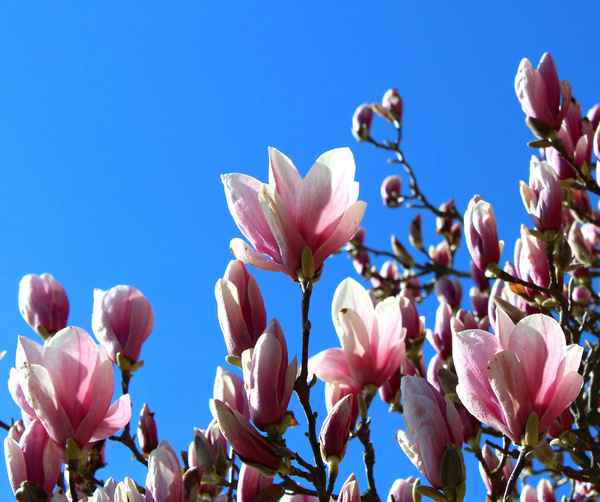 FRÜHLINGSERWACHEN III