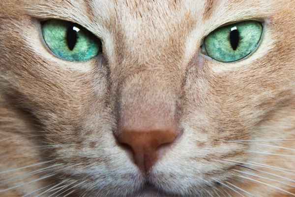 Eye of the cat
