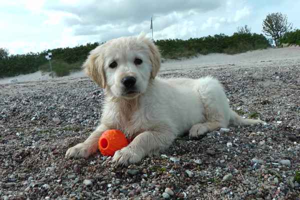 Golden Retriever Welpe ( Shelby )