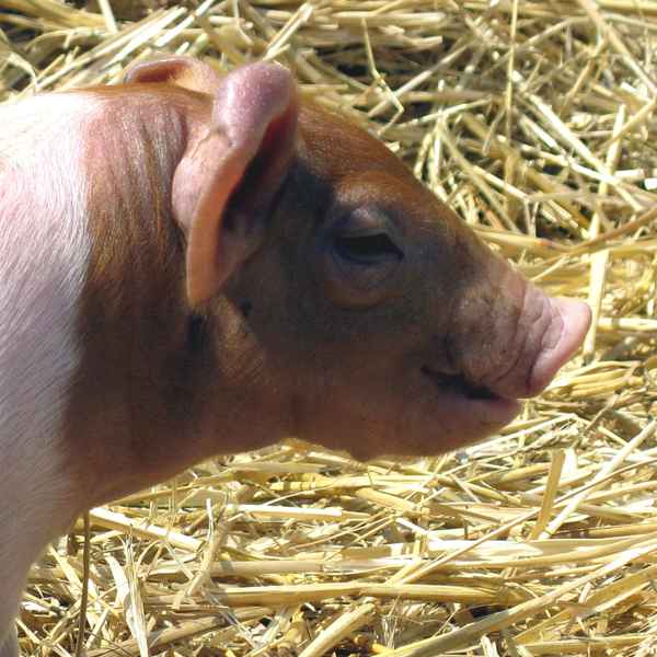Rotbraunes Husumer Schwein vom Lütjensee im Grossraum Hamburg