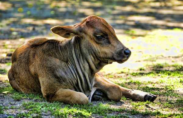 Kalb