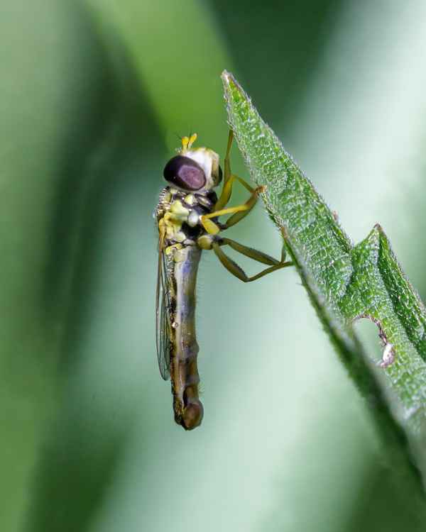 Gewöhnliche Langbauchschwebfliege