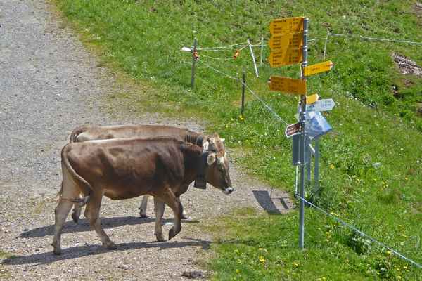 Wo geht's denn hier zur Alpweide?
