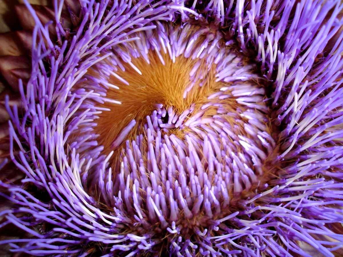 Artischocken blühen auch