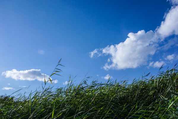 Schilf, Wind, Wolken, Sommerferien