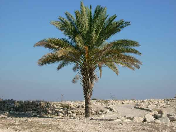 Palme auf trockenem Land