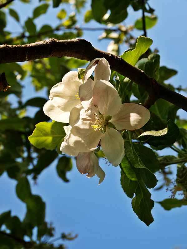 Apfelblüte