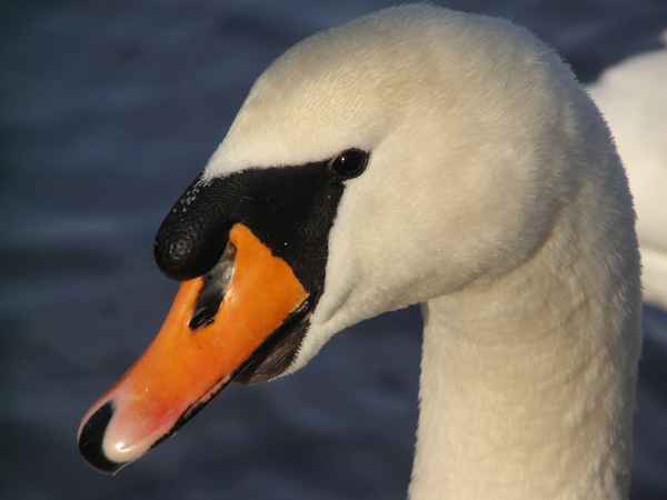 Schwan4