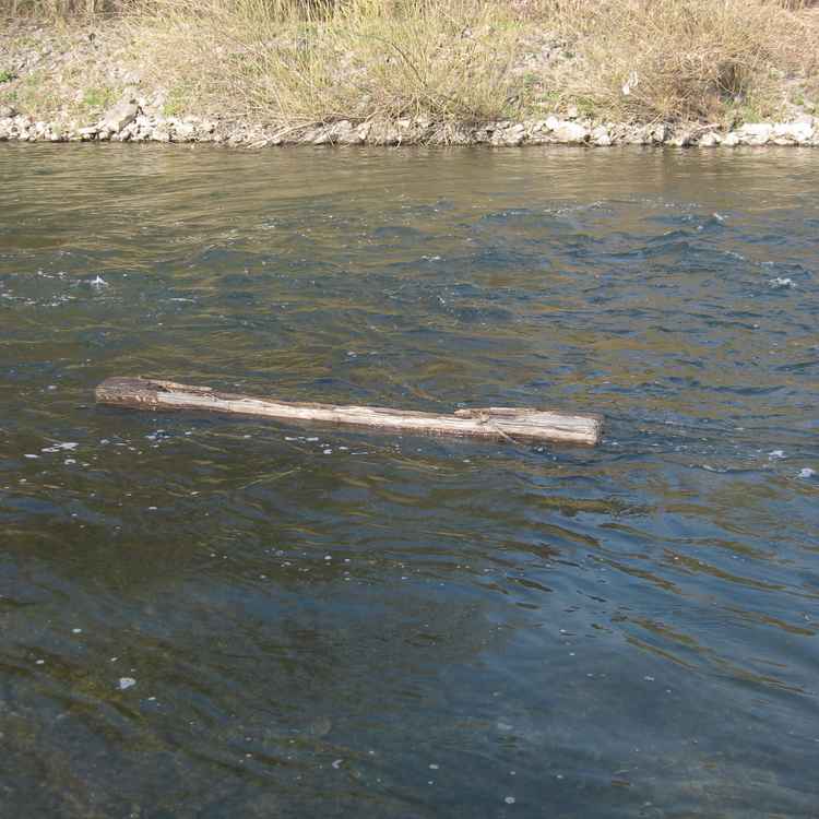 Ein von der Natur geschnitzer Einbaum