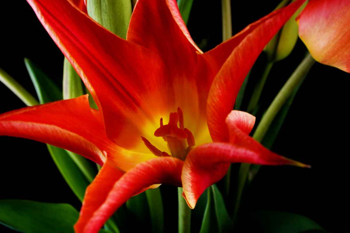 Yet another Tulpenbild