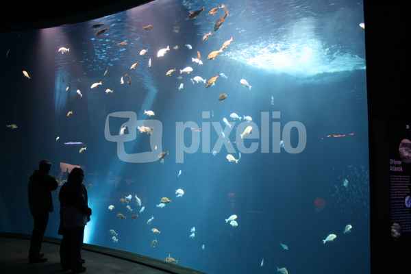 ozeaneum_0699.jpg